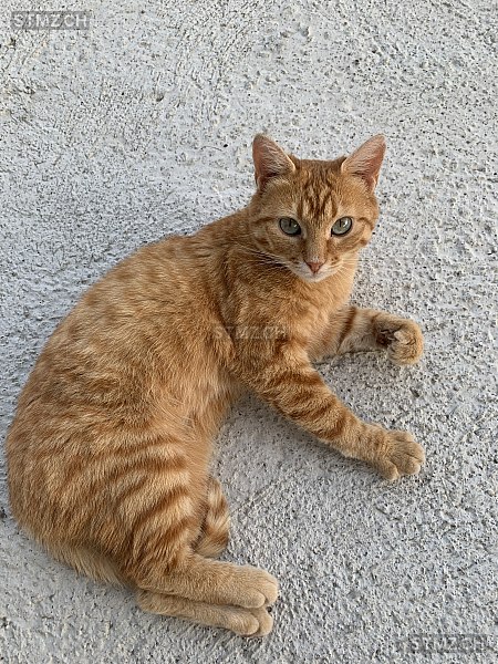 Lilli — Hauskatze ♀, Vermisst seit 22.02.2026, Richenthal (LU)