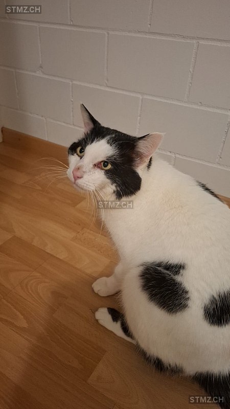 Louis — Hauskatze ♂, Vermisst seit 28.02.2026, Fulenbach (SO)