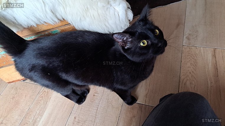 Moustique — British Kurzhaar ♂, Vermisst seit 10.02.2026, St-Aubin-Sauges (NE)