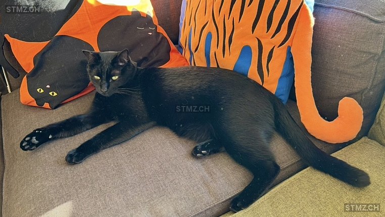 Cosmo (DumDum) — Hauskatze ♂, Vermisst seit 01.03.2026, Gümligen (BE)