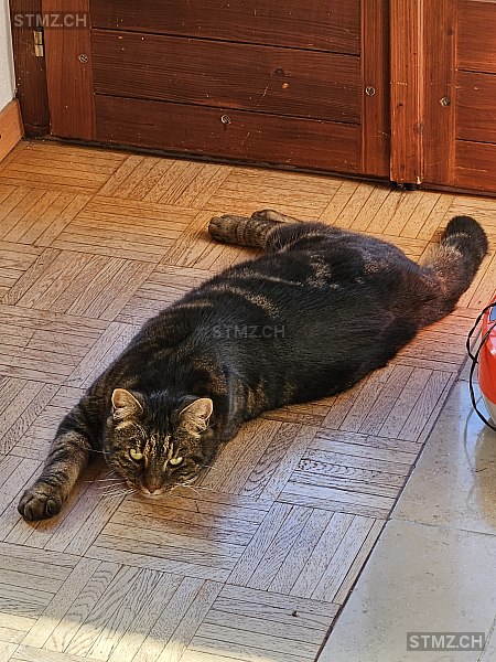 Tigi Geb.1.5.13 — Hauskatze ♀, Vermisst seit 13.02.2026, Realta (GR)