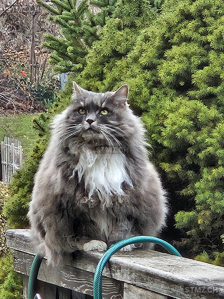 Stritzi Geb.1.4.14 — Hauskatze ♀, Vermisst seit 13.02.2026, Realta (GR)