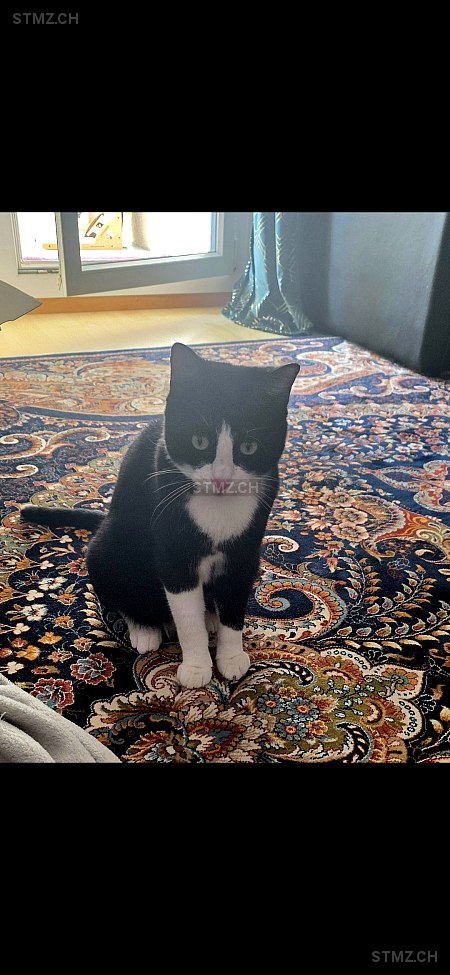 Kookie — Hauskatze ♂, Vermisst seit 18.11.2025, Henggart (ZH)