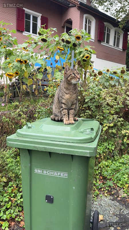 Charlie — Hauskatze ♂, Vermisst seit 01.03.2026, Luzern (LU)