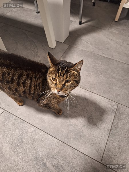 Lio — Hauskatze ♂, Vermisst seit 01.03.2026, Schenkon (LU)