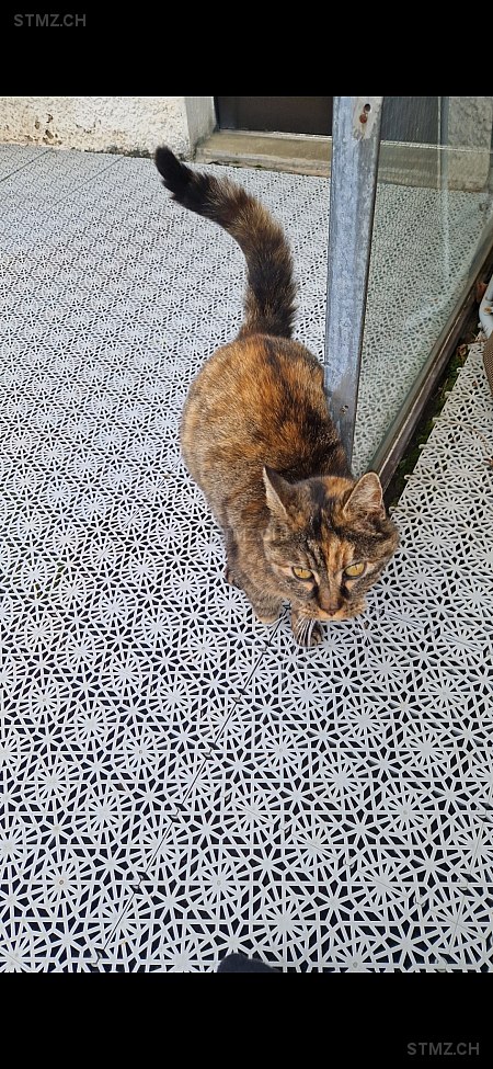 Pfüpfli — Hauskatze ♀, Vermisst seit 05.02.2026, Schaffhausen (SH)