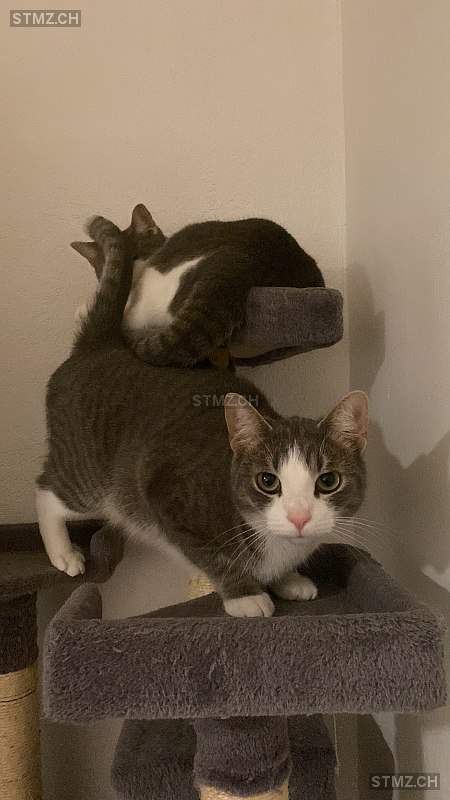 Shiro — Hauskatze ♂, Vermisst seit 27.02.2026, Hauenstein (SO)