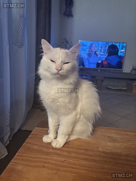 Flocki — Türkisch Angora ♂, Vermisst seit 02.03.2026, Travers (NE)