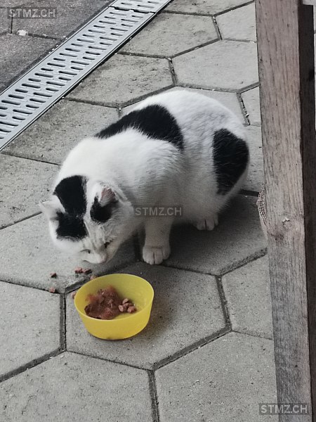 Momo — Hauskatze ♂, Vermisst seit 26.02.2026, Reutigen (BE)