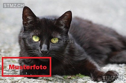 Diego — Hauskatze ♂, Vermisst seit 17.02.2026, Diessbach bei Büren (BE)