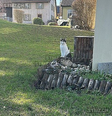Mexx — Hauskatze ♂, Vermisst seit 02.03.2026, Urdorf (ZH)