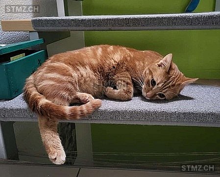 Anakin — Hauskatze ♂, Vermisst seit 23.02.2026, Hunzenschwil (AG)
