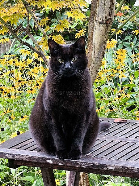 Momo — Hauskatze ♂, Vermisst seit 01.03.2026, Lupfig (AG)