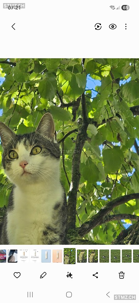 Mara — Hauskatze ♀, Vermisst seit 27.02.2026, Aedermannsdorf (SO)