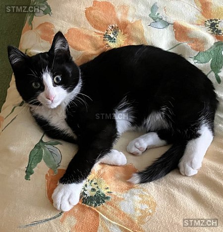 Charly — Hauskatze ♂, Vermisst seit 27.02.2026, Silenen (UR)