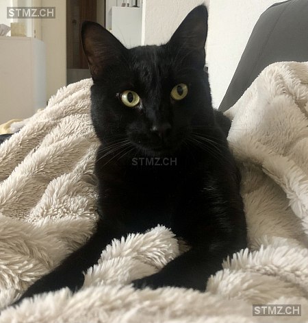 PRIMO — Hauskatze ♂, Vermisst seit 26.02.2026, St-Imier (BE)