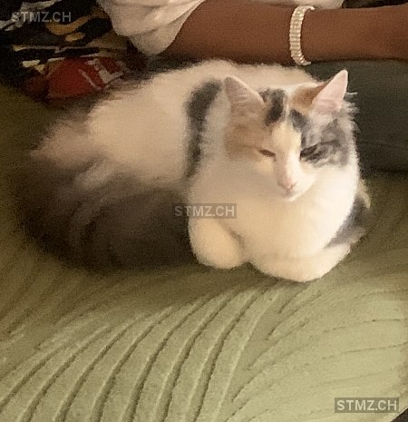 Cuore — Hauskatze ♀, Vermisst seit 02.03.2026, Bellinzona (TI)