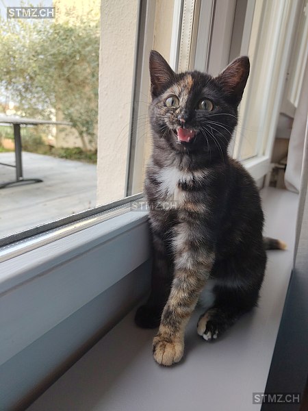 Zita — Hauskatze ♀, Vermisst seit 01.03.2026, Bottighofen (TG)