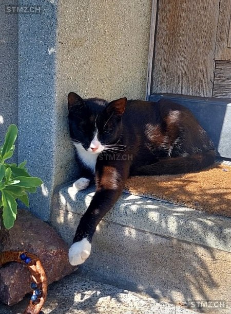 Barry — Hauskatze ♀, Vermisst seit 27.02.2026, Wädenswil (ZH)