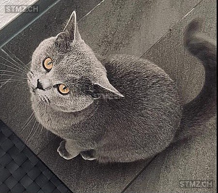 Balu — British Kurzhaar ♂, Vermisst seit 27.02.2026, Amriswil (TG)