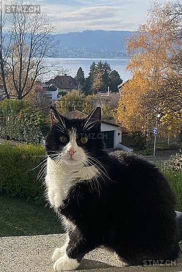 Fipsi — Hauskatze ♀, Vermisst seit 02.03.2026, Zollikon (ZH)