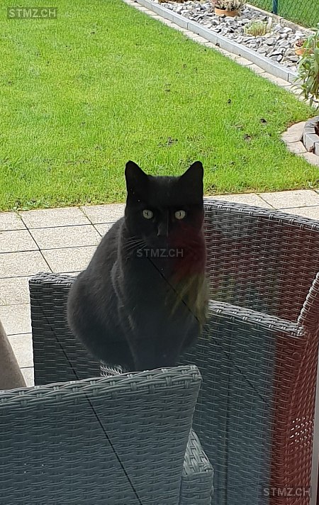 Siri — Katze ♀, Vermisst seit 02.03.2026, Emmenbrücke (LU)