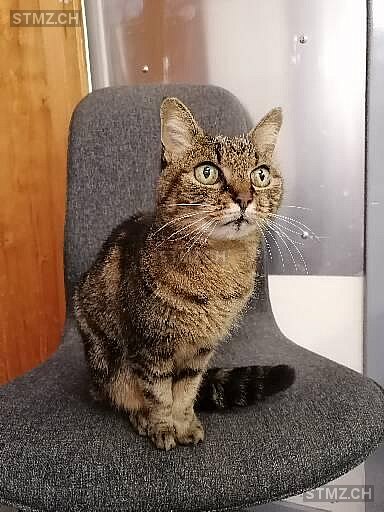 Skatkat — Hauskatze ♀, Vermisst seit 03.03.2026, Biel/Bienne (BE)