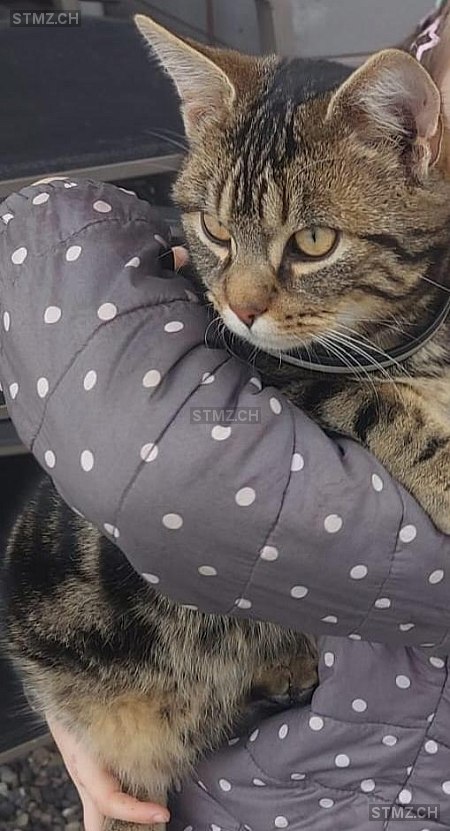 Luna — Hauskatze ♂, Vermisst seit 02.01.2026, Hohenrain (LU)