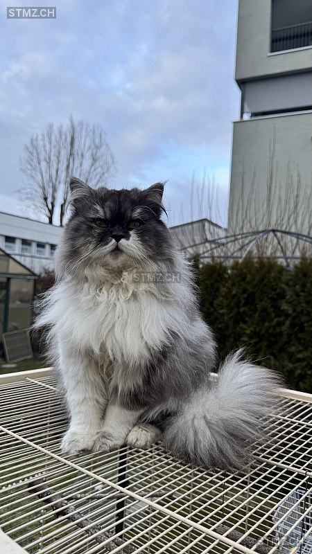 Justus — British Langhaar ♂, Vermisst seit 27.02.2026, St. Gallen (SG)