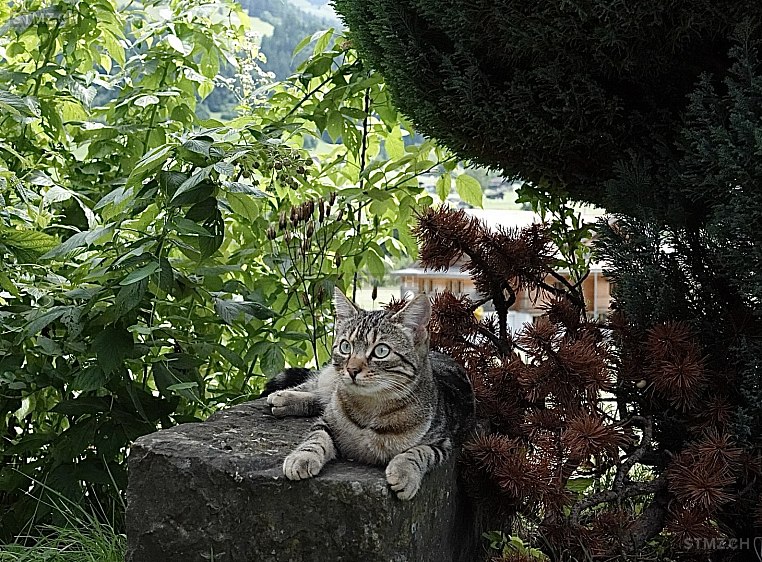 Winny — Hauskatze ♀, Vermisst seit 04.03.2026, Frutigen (BE)