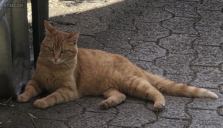 Simba — Hauskatze ♂, Vermisst seit 01.03.2026, Thundorf (TG)