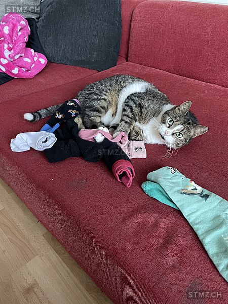 Valon — Hauskatze ♂, Vermisst seit 04.03.2026, Wimmis (BE)