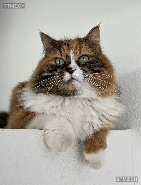 Lily — Maine Coon ♀, Vermisst seit 01.03.2026, Hitzkirch (LU)