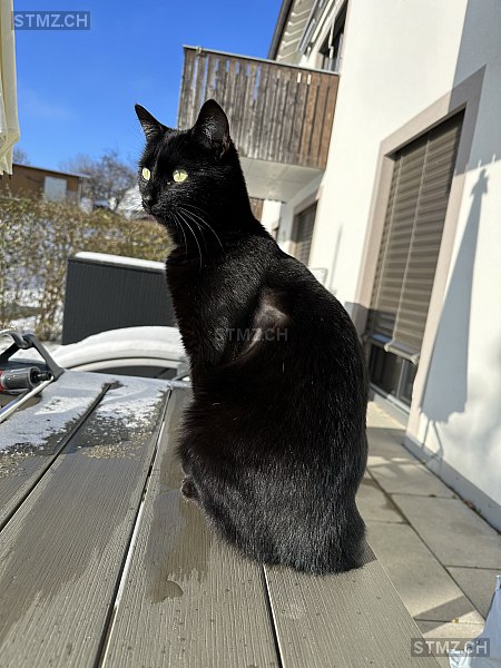 Mogli — Hauskatze ♂, Vermisst seit 26.02.2026, Eschikofen (TG)