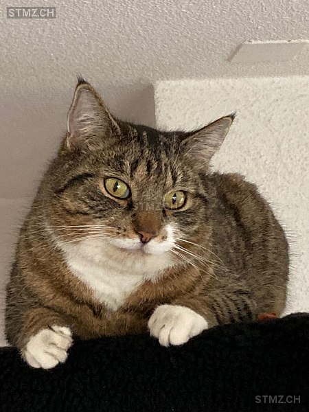 Jacky — Hauskatze ♂, Vermisst seit 28.02.2026, Frutigen (BE)