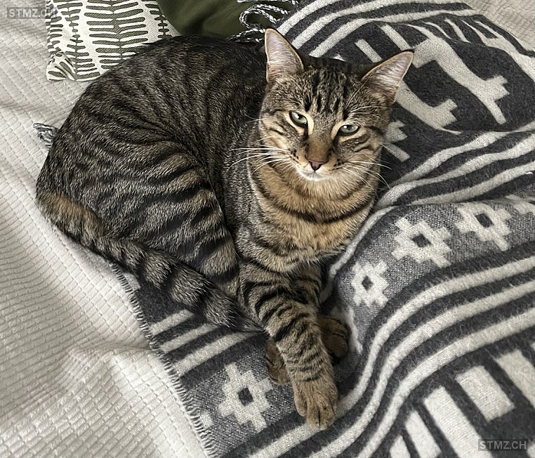 Ernesto — Hauskatze ♂, Vermisst seit 04.03.2026, Sorengo (TI)