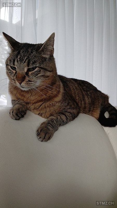 Nala — Hauskatze ♀, Vermisst seit 02.03.2026, Roggwil BE (BE)