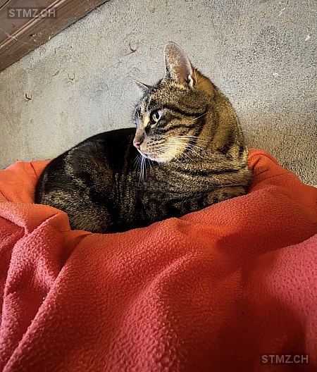 Ani — Hauskatze ♂, Vermisst seit 27.02.2026, Schongau (LU)