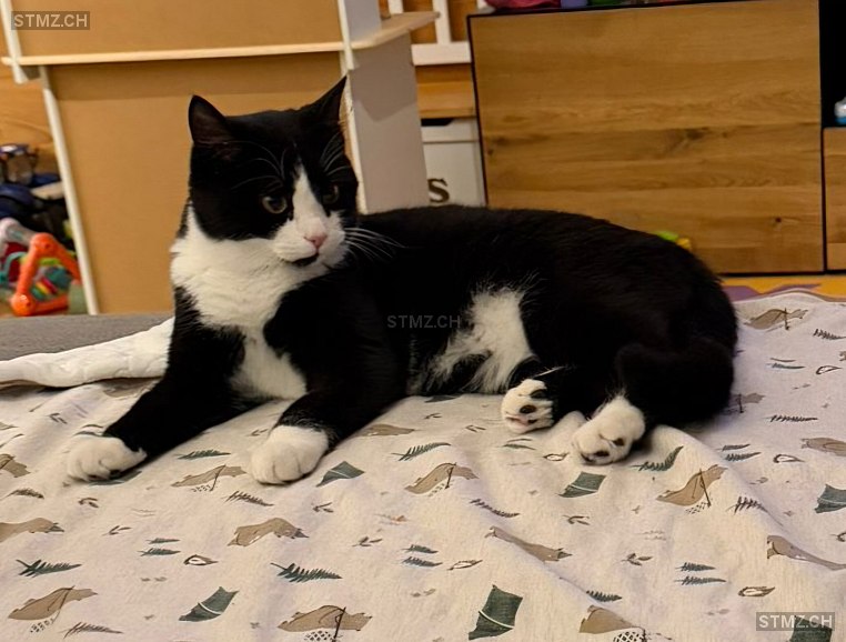 Jimmy — Hauskatze ♂, Vermisst seit 26.02.2026, Grossdietwil (LU)