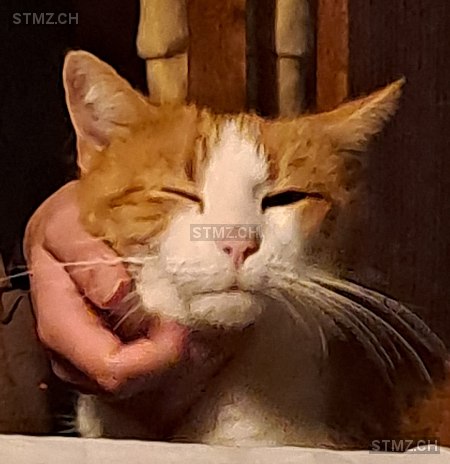 Füchsu — Hauskatze ♂, Vermisst seit 24.01.2026, Rüttenen (SO)