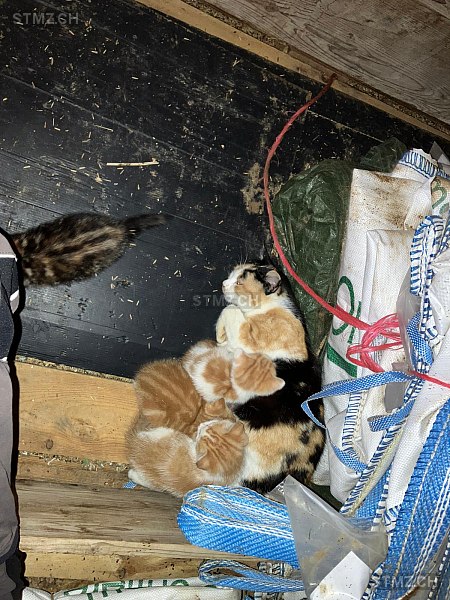 Minette — Hauskatze ♀, Vermisst seit 12.02.2026, Le Pâquier NE (NE)