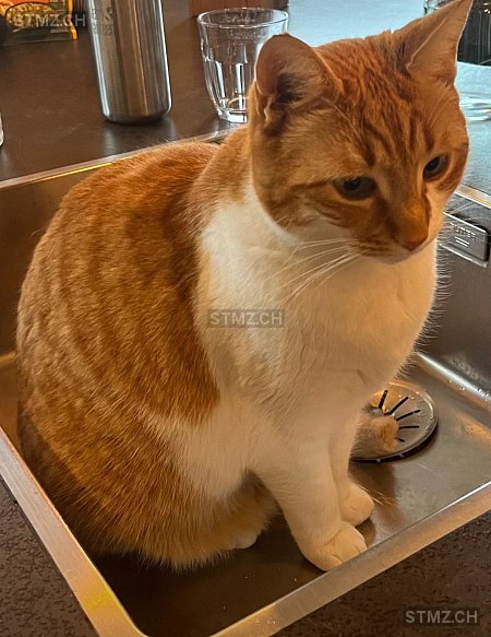 Trudi — Hauskatze ♀, Vermisst seit 05.03.2026, Aarberg (BE)