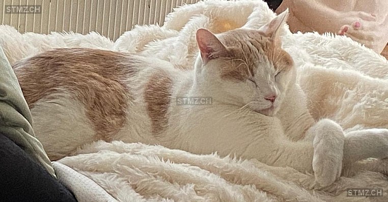 Loki — Hauskatze ♂, Vermisst seit 22.02.2026, Ennenda (GL)