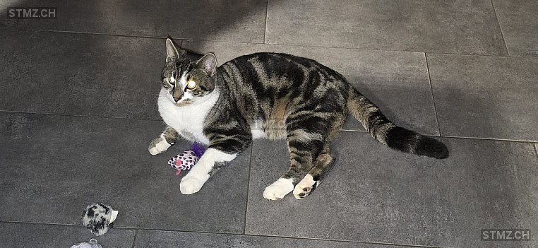 Bobeli — Hauskatze ♂, Vermisst seit 28.02.2026, Oschwand (BE)