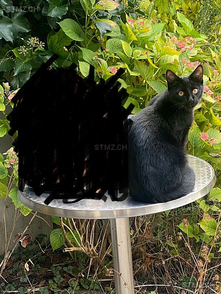 Malu — Hauskatze ♂, Vermisst seit 22.02.2026, Küsnacht ZH (ZH)