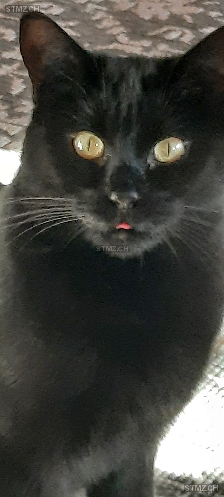 Philo — Hauskatze ♀, Vermisst seit 28.02.2026, Niederried bei Interlaken (BE)