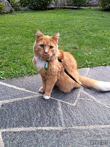 Findus — Hauskatze ♂, Vermisst seit 04.03.2026, Ramersberg (OW)