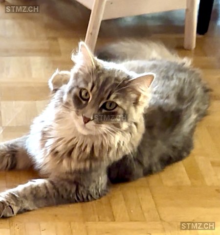 Grey — Maine Coon ♂, Vermisst seit 25.02.2026, Meilen (ZH)