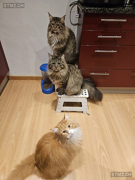 Rosi — Maine Coon ♀, Vermisst seit 05.03.2026, Oberrohrdorf (AG)