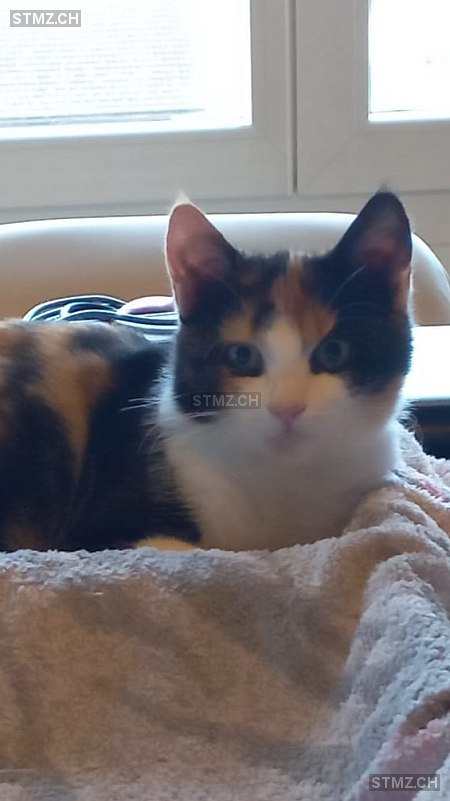 EMMA — Hauskatze ♀, Vermisst seit 04.03.2026, Benken SG (SG)